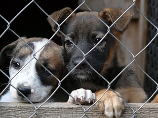 В Прикамье начнут открываться новые приюты для безнадзорных собак
