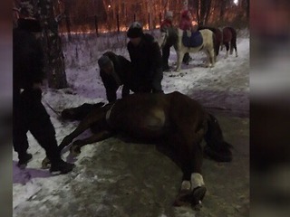 В Березниках на глазах у прохожих умирала лошадь