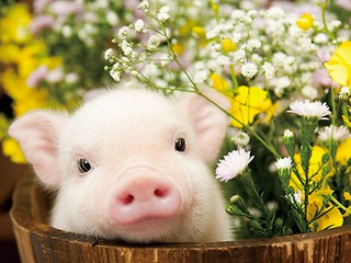 5 февраля в 00:03 (мск) наступает Новый год по-восточному календарю