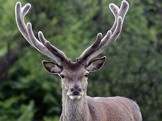 Завтра увидит свет второе издание Красной книги Пермского края