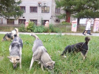 Закон не защищает человека от бешеных собак