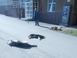 Теперь отловленные собаки будут находится в приютах до 6 месяцев