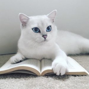 Тест: Кто ваш кот в прошлой жизни?