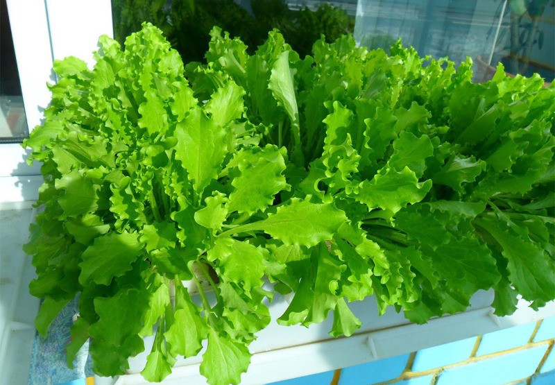 Полезная экономия: 14 продуктов, которые можно сначала скушать, а потом вырастить снова