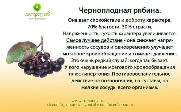 Врач посоветовал принимать сок черноплодки для профилактики коронавируса