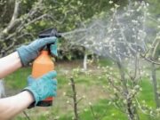 Порядок и периодичность обработки деревьев от насекомых