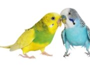 Болезни попугаев и их профилактика