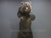 Что подарить мужчине на день рождения