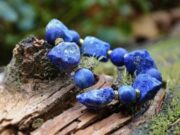 Лечебные свойства Азурита