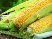 Как выбрать сорт кукурузы для посадки?