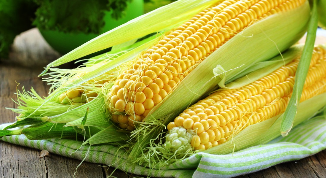 Как выбрать сорт кукурузы для посадки?