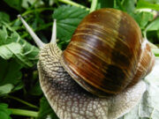 Улитка: калорийность и польза для здоровья