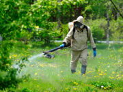 Уничтожение клещей – кого и как уничтожать?