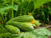 Как сажать кабачки: все секреты и хитрости посадки