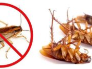Как избавиться от рыжих тараканов в квартире своими силами?