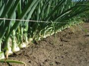 Озимый лук севок: посадка и уход