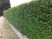 Как вырастить зеленый забор?