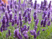 Лаванда: применение и уход