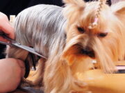 Что такое груминг и какие инструменты для него нужны?