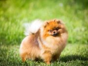 Померанский шпиц, для кого эта собака?