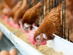 Чем нельзя кормить кур?