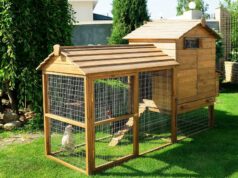 Курятники: виды и особенности