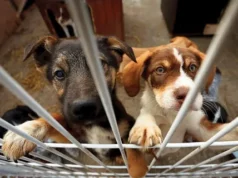 Собачий ангел: найди «своего» питомца