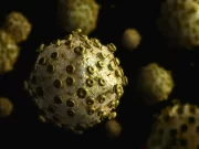 Оспа обезьян: как распознать и чем лечить заболевание