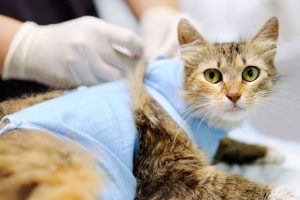 Стерилизация кошек: особенности и преимущества процедуры