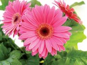 Герберы: кому дарят цветы?