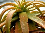 Желтеют листья у алоэ: возможные причины