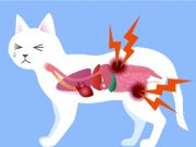 Мочекаменная болезнь у котов: причины возникновения, симптомы и методы лечения