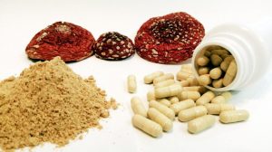 Мухомор: благотворное воздействие гриба на организм человека