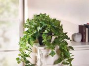 Лучшие вьющиеся растения для дома