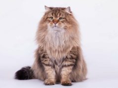 Сибирская порода кошек: характер, внешние особенности, здоровье и уход