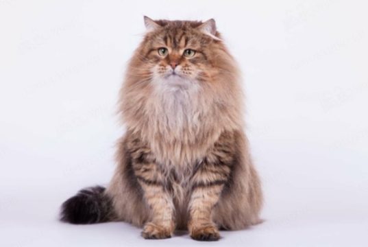 Сибирская порода кошек: характер, внешние особенности, здоровье и уход