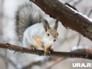 Пермский наркодиспансер отобрал шорт-лист имен для белки-талисмана