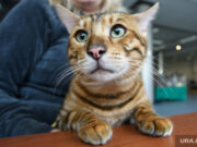 Мобик, Парма и Оскар Цезаревич: любимые питомцы элиты Перми. Фото