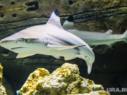 Покормить акул в ХМАО: нестандартные направления для пермских туристов с прямым перелетом