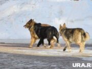 Пострадавшая от укусов бездомных собак пермская пенсионерка сама же их кормила