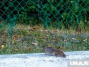 Пермскую эспланаду после зимы заполонили полчища мышей из общепита