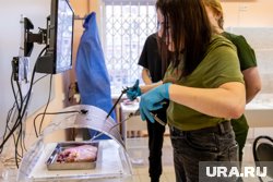 «Погнула иглу»: откровения пермячки, попробовавшей себя в роли хирурга. Фото, видео