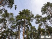 В Пермском крае пропавших в лесу подростков ищут полиция и волонтеры