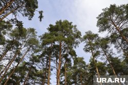 В Пермском крае пропавших в лесу подростков ищут полиция и волонтеры 