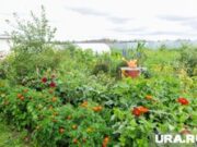 Цветы, куры и музыкальный фонтан: что есть на дачах пермских политиков