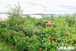 Цветы, куры и музыкальный фонтан: что есть на дачах пермских политиков