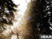 Силовик раскрыл, как нашли два дня плутавшего в лесу под Кизелом ребенка