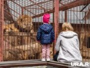 Зампред краевого правительства Алякринский назвал срок открытия нового зоопарка в Перми