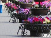 В Чусовом неизвестный отметил годовщину скандальной кражи цветов с городской площади. Фото