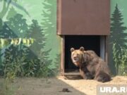 Пермяки толпами идут в новый зоопарк: онлайн-трансляция URA.RU